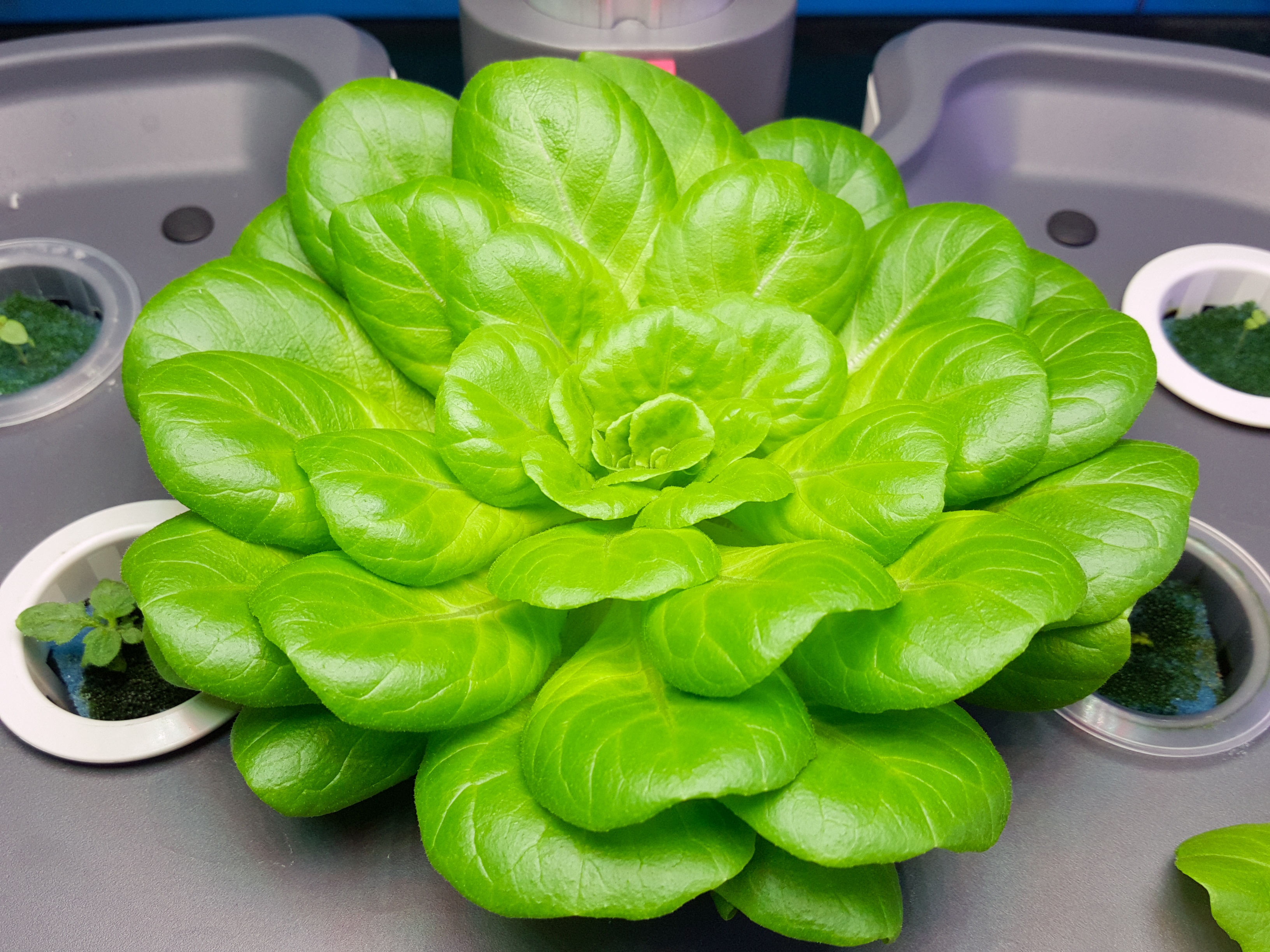 Babyleaf Roja